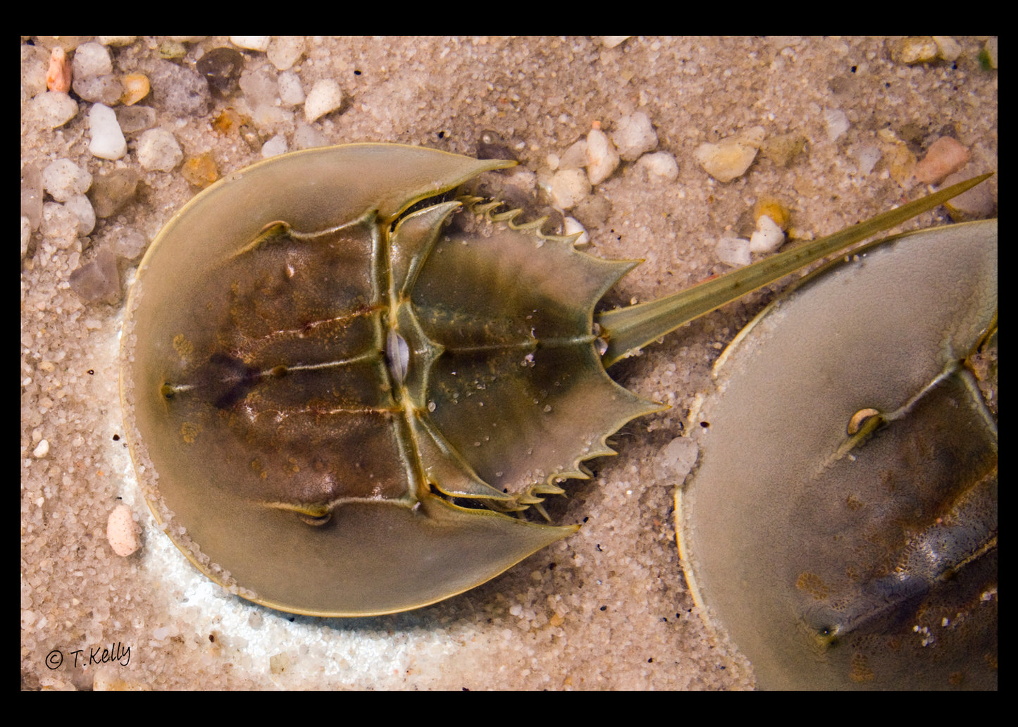 Horseshoe crab Study_001