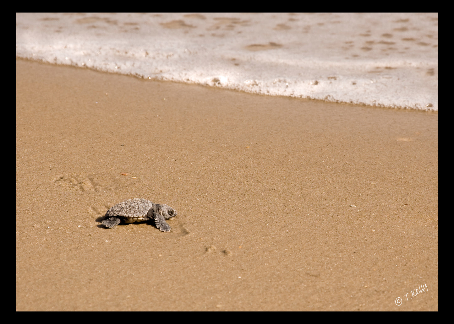 Sea Turtle Study_002