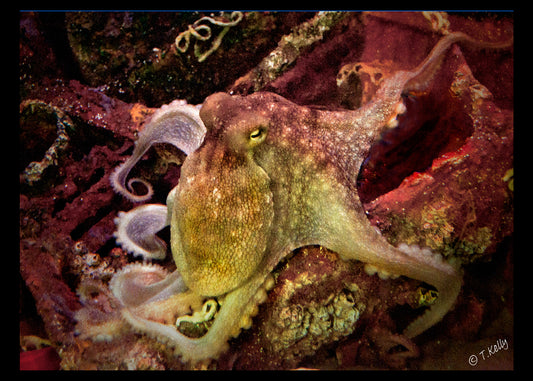 Octopus Study_001