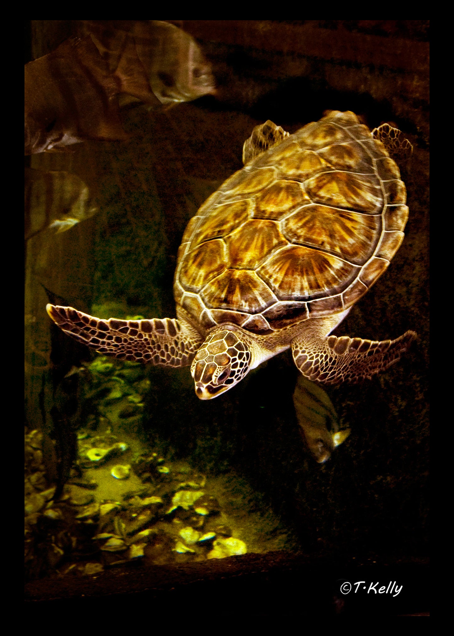 Sea Turtle Study_001