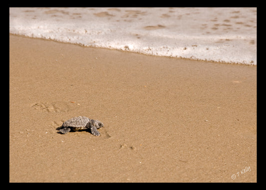 Sea Turtle Study_002