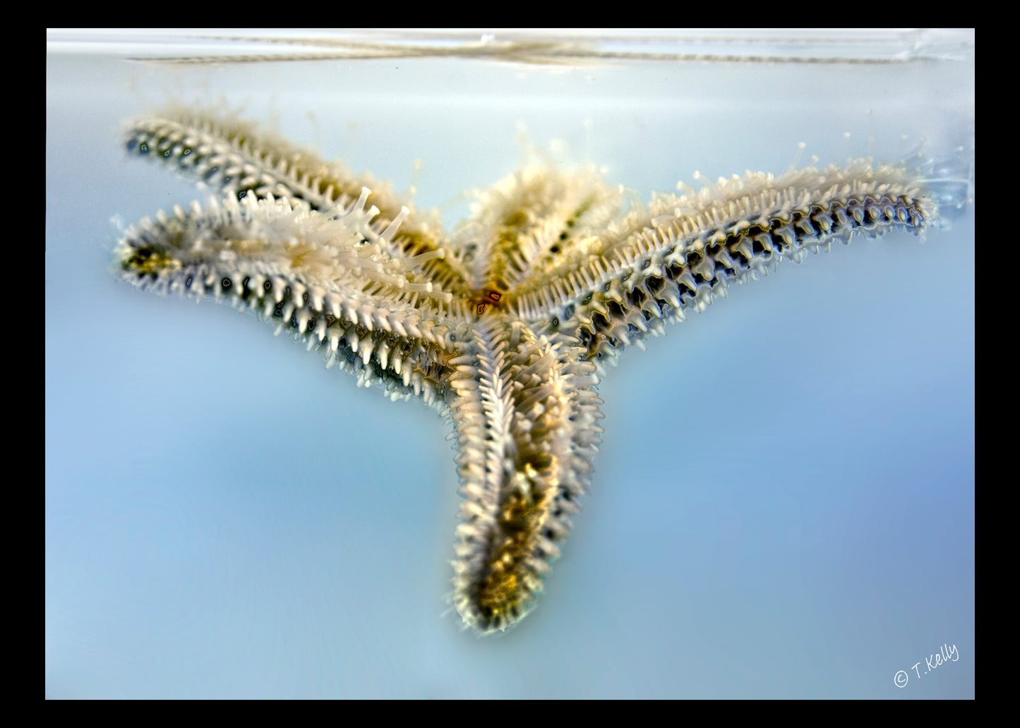 Seastar Study_001