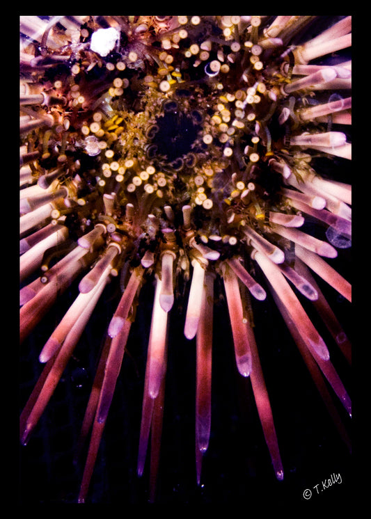 Urchin Study_001